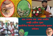 বান-খৰাঙৰ পাছতে এতিয়া শুৰপোকৰ আক্ৰমণ চলিছে পথাৰত