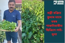 মন্ত্ৰী ৰঞ্জিত কুমাৰ দাসে ঘৰৰ শাকনিবাৰীত ছিঙিলেই লাই-মূলা