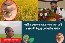 জোনাইক পোক আক্ৰান্ত পথাৰত গৰু মেলি দিলে কৃষকে