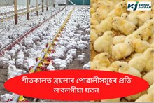 শীতকালত ব্ৰয়লাৰ পোৱালীসমূহৰ প্ৰতি ল'বলগীয়া যতন