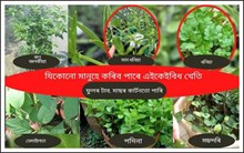 ঘৰতে খাবলৈ আপুনিও কৰিব পাৰে এই কেইবিধ খেতি