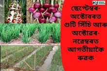 পিয়াজৰ গুটি নিৰ্বাচনৰ পৰা তলীৰ পৰা উঠোৱালৈকে