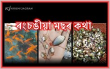 ৰংচঙীয়া মাছৰ কথা!