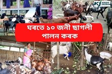 নৈপৰীয়াসকলৰ লগতে পাহাৰ দাঁতিকাষৰীয়া লোকসকলে ঘৰতে ১০ জনী উন্নত প্ৰজাতিৰ ছাগলী পোহক