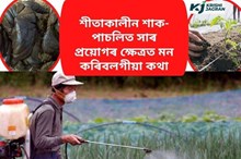 শীতাকালীন শাক-পাচলিত সাৰ প্ৰয়োগৰ ক্ষেত্ৰত মন কৰিবলগীয়া কথা