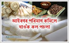 অসমীয়া খাদ্যাভ্যাসৰ অতি জনপ্ৰিয় পাচলি কল-পচলা অসমীয়া খাদ্যাভ্যাসৰ অতি জনপ্ৰিয় পাচলি কল-পচলা