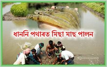 Prawn Fish Farming: মিছা মাছ পালন সন্দৰ্ভত কিছু কথা