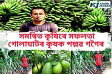 সমন্বিত কৃষিৰে সফলতা গোলাঘাটৰ কৃষক পল্লৱ গগৈৰ