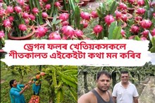 ড্ৰেগন ফলৰ খেতিয়কসকলে শীতকালত এইকেইটা কথা মন কৰিব