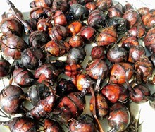 পথাৰত পোৱা চেঁচোৰৰো আছে ঔষধী গুণ