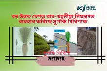 সুগন্ধি বিৰিণাৰ শিপাই ১৪-১৫ ফুট গভীৰলৈকে মাটিক খামুচি ধৰে