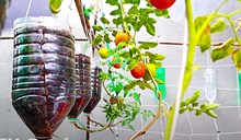 প্লাষ্টিকৰ বটলত কেনেকৈ গজাব পকা পকা বিলাহী?