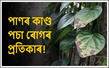 পাণৰ কাণ্ড পচা ৰোগ হ'লে কি কৰিব? জানিবলৈ পঢ়ক