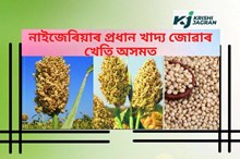 বানপীড়িত আৰু ছন পৰা মাটিত জোৱাৰ খেতি পৰিকল্পনা অসম চৰকাৰৰ