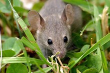 খেতি পথাৰৰপৰা কেনেকৈ আঁতৰাই ৰাখিব এন্দুৰ-নিগনি? 