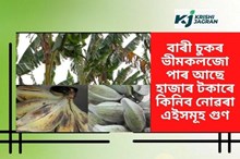 ভীমকলৰ উপকাৰিতা বিষয়ে জানো আহক।