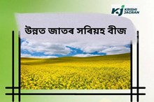 অসম কৃষি বিশ্ববিদ্যালয়ৰ মতে কোনবোৰ সৰিয়হ বীজ অসমৰ মাটিৰ উপযোগী