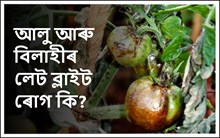 আলু আৰু বিলাহীৰ শেহতীয়া ব্লাইট বা লেট ব্লাইট কি?