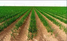 অক্টোৱৰ-নবেম্বৰতে ব্যৱসায়িকভাৱে কেনেদৰে কৰিব পিঁয়াজৰ খেতি