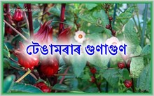 Roselle: অনেক ঔষধি গুণেৰে ভৰপূৰ টেঙামৰা শাক Roselle: অনেক ঔষধি গুণেৰে ভৰপূৰ টেঙামৰা শাক