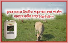 উদঙীয়া গৰুৰ যমকাল  Bio Liquid Spray Herboliv+