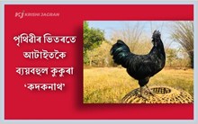 পৃথিৱীৰ ভিতৰতে আটাইতকৈ দামী কুকুৰা কদকনাথ