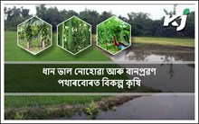 ধান ভাল নোহোৱা আৰু বানপ্ৰৱণ পথাৰবোৰত কি কৰিব!