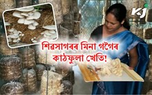 শিৱসাগৰৰ মিনা গগৈৰ  কাঠফুলা খেতি! সামান্য টকাৰে আৰম্ভ কৰি এতিয়া লাখ টকা উপাৰ্জন