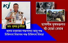 Contagious Ecthyma ৰোগৰ সাৱধানতা আৰু প্ৰতিকাৰ Contagious Ecthyma ৰোগৰ সাৱধানতা আৰু প্ৰতিকাৰ