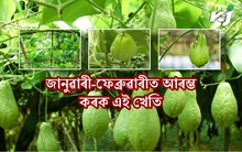 অসমৰ বজাৰ ভৰি থকা স্কোৱাচৰ খেতি কেনেদৰে কৰিব!