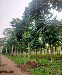 অসমৰ ৰেছম শিল্পৰ ক্ষেত্ৰখনত  চৰকাৰী ৰেছম ফাৰ্মসমূহৰ ভূমিকা