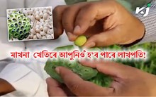 মাখনা খেতিৰে আপুনিওঁ হ’ব পাৰে লাখপতি! জানক কেনেকৈ আৰম্ভ কৰিব ইয়াৰ খেতি