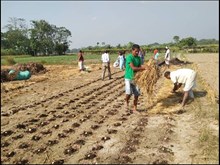 Zero Tillage : হাজোত মাটি নচহোৱাকৈ আলু  ৰোপন কৃষকৰ