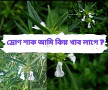 Common Leucas : দ্ৰোণ শাক আমি কিয় খাব লাগে ? Common Leucas : দ্ৰোণ শাক আমি কিয় খাব লাগে ?