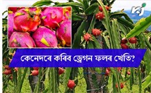 Dragaon Fruit Cultivation: ড্রেগন ফলৰ খেতিৰে স্বাৱলম্বী হও আহঁক!