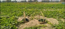 Pumpkin Cultivation- সৰিয়হ তলীবোৰত সৰিয়হ চপোৱাৰ এমাহৰ পূৰ্বেই ৰঙালাও পুলি ৰোৱক কৃষকসকলে