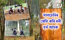 Cinnamon farming : জানো আহঁক কিদৰে কৰিব পাৰি দালচেনীৰ খেতি