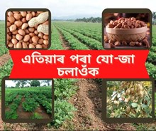 Nuts Farming :  অসমৰ কৃষকসকলে জানুৱাৰী-ফেব্ৰুৱাৰীৰ ভিতৰত কৰক বাদামৰ খেতি
