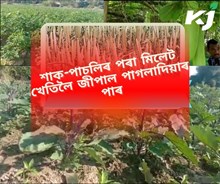 পাগলাদিয়া পাৰত কৃষি বিপ্লৱ আলায়াৰন আবাদাৰী কৃষিপাম সমবায় সমিতিৰ