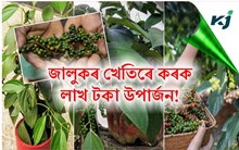 জালুকৰ খেতি সম্পৰ্কে আজিও গঞা ৰাইজৰ নাই কোনো ধ্যান-ধাৰণা