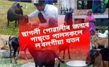 ছাগলী পোৱালীৰ জন্মৰ পাছতে পালসকলে ল’বলগীয়া যতন ছাগলী পোৱালীৰ জন্মৰ পাছতে পালসকলে ল’বলগীয়া যতন