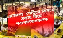 Azolla Farming : এজোলা  খেতিয়ে কিদৰে সকাহ দিয়ে পশুপালকসকলক Azolla Farming : এজোলা  খেতিয়ে কিদৰে সকাহ দিয়ে পশুপালকসকলক