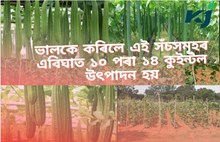 Ridge gourd farming : জানুৱাৰী-ফেব্ৰুৱাৰীতে আগতীয়াকৈ আৰম্ভ কৰক জিকাৰ খেতি!