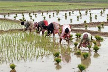 কম পানীতে হ’ব পৰা বায়ুজীৱি ধানৰ বিষয়ে A to Z?