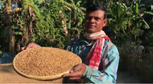 ৩০ বিঘা মাটিত ৬ বিধ ধানৰ বীজ উৎপাদন কৰি চাৰি লাখ টকা উপাৰ্জন হেমিদুৰ ৰহমানৰ