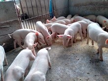 বজাৰ বেয়া- মূৰে কপালে হাত দিবলগীয়া হৈছে গাহৰি পালকে বজাৰ বেয়া- মূৰে কপালে হাত দিবলগীয়া হৈছে গাহৰি পালকে