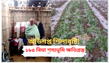 কৃষকৰ পথাৰত প্ৰকৃতিৰ ধ্বংসলীলাঃ শিলাবৃষ্টিত ক্ষতিগ্ৰস্ত ১৮৫ বিঘা শস্য ভূমি