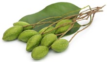 শিলিখাৰ ইংৰাজী নাম কি জানেনে? শিলিখা গছৰ বিষয়ে কেইবাটাও গুৰুত্বপূৰ্ণ তথ্য 