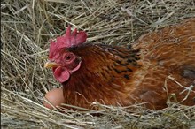 পচতীয়া পাতৰে পোক নিয়ন্ত্ৰণৰ প্ৰকল্পৰে ৰাষ্ট্ৰীয় পৰ্যায়লৈ ধেমাজিৰ নীহাৰিকা