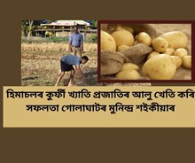 Potato Cultivation হিমাচলৰ কুৰ্ফী খ্যাতি প্ৰজাতিৰ আলু খেতি কৰি সফলতা গোলাঘাটৰ মুনিন্দ্ৰ শইকীয়াৰ